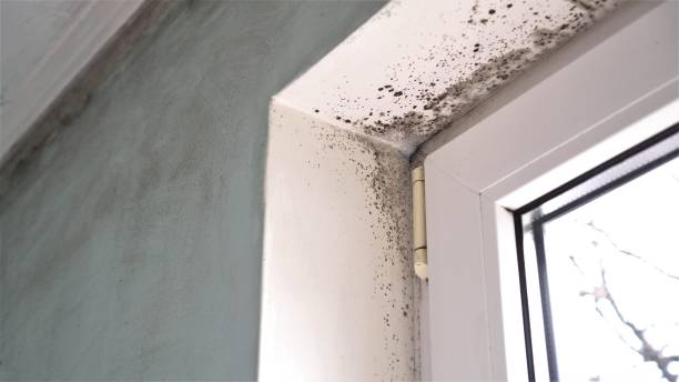 Best Mold Remediation  in Dunnavant, AL
