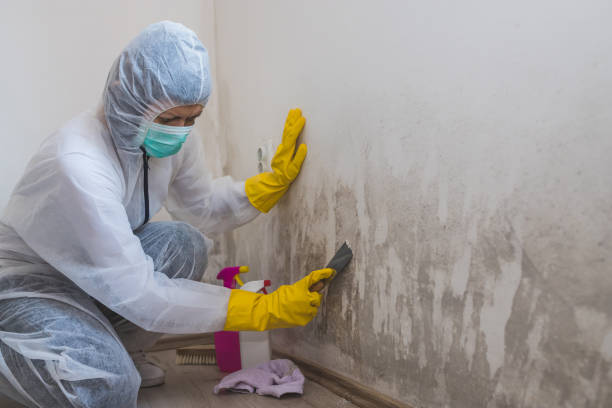 Best Crawl Space Mold Removal  in Dunnavant, AL