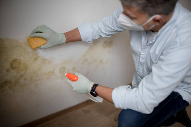 Best Affordable Mold Removal  in Dunnavant, AL