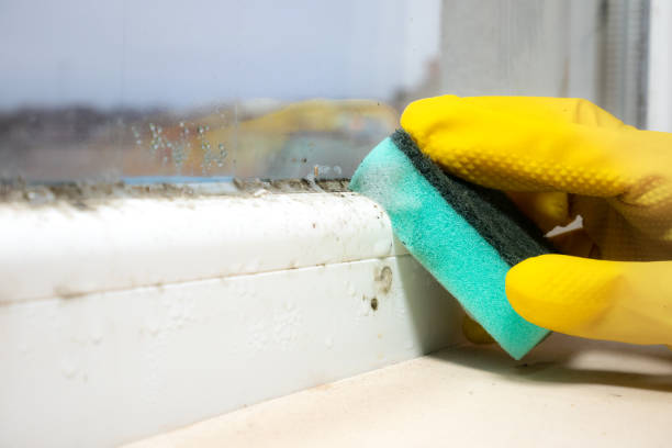 Best Home Mold Removal  in Dunnavant, AL