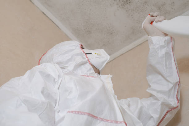 Best Same-Day Mold Removal  in Dunnavant, AL