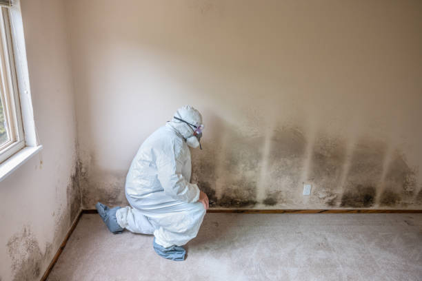 Home Mold Removal in Dunnavant, AL
