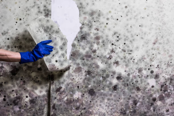 Best Mold Removal Company Near Me  in Dunnavant, AL