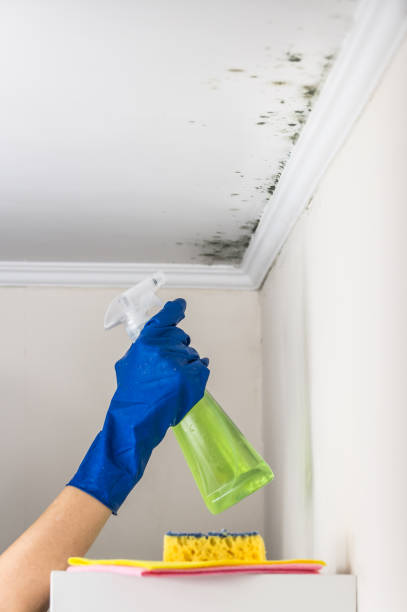 Best Certified Mold Removal  in Dunnavant, AL